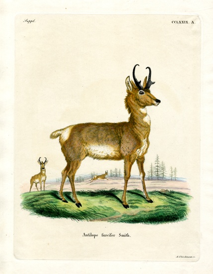 Pronghorn Antelope from German School, (19th century)