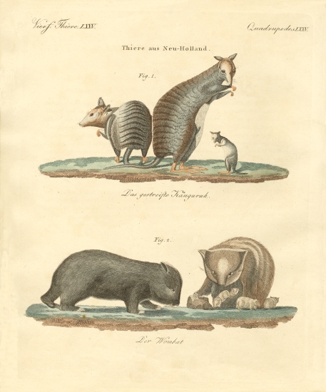 Rare animals in Australia from German School, (19th century)