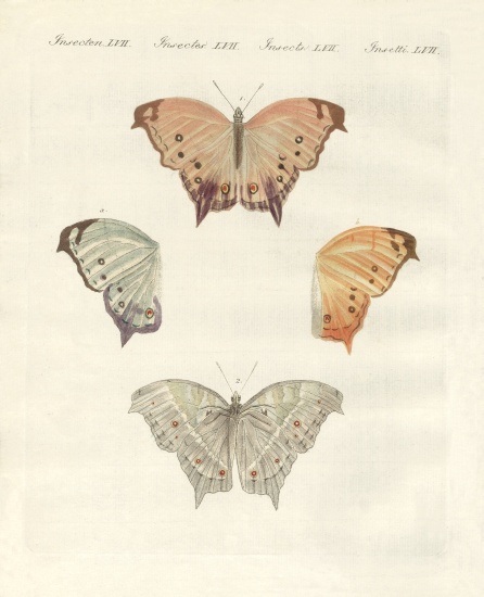 Rare butterflies from German School, (19th century)