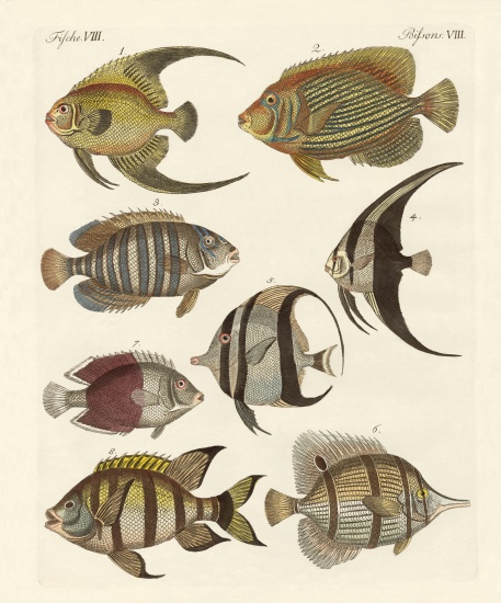 Rare Indian fish from German School, (19th century)