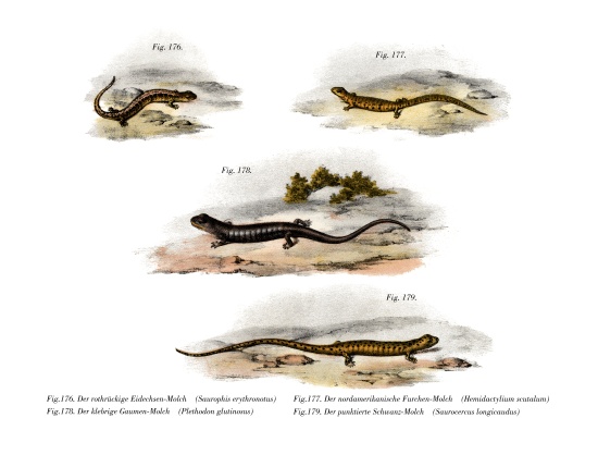 Redback Salamander from German School, (19th century)