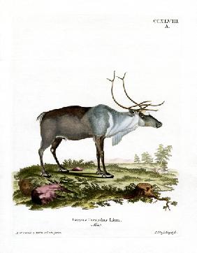 Reindeer