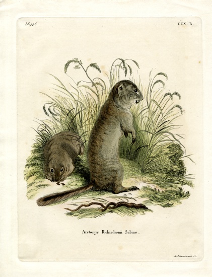 Richardson's Ground Squirrel from German School, (19th century)