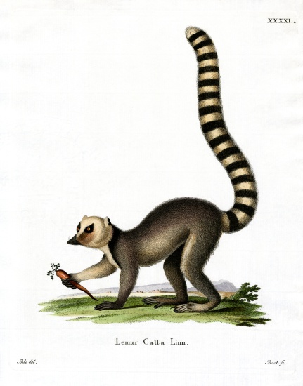 Ring-tailed Lemur from German School, (19th century)
