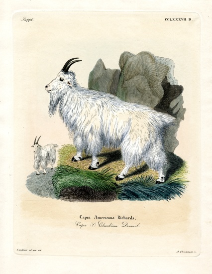 Rocky Mountain Goat from German School, (19th century)