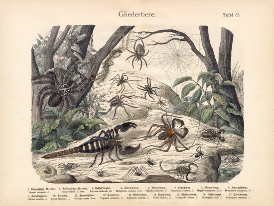 Scorpions and Spiders, c.1860 from German School, (19th century)