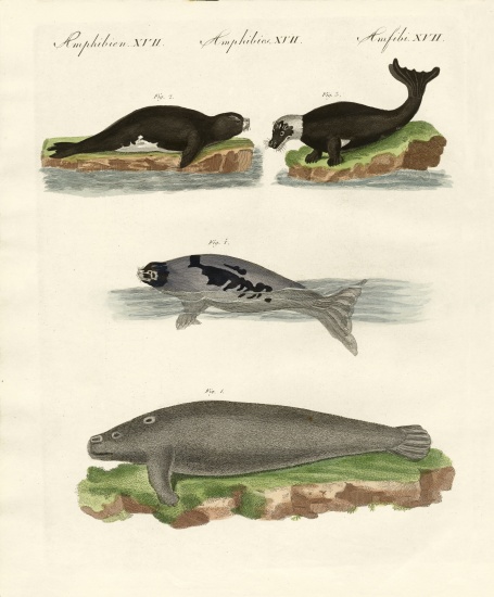 Seals and walruses from German School, (19th century)