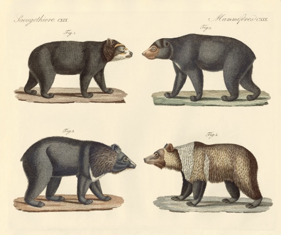 Several bears found from German School, (19th century)