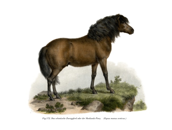 Shetland-Pony from German School, (19th century)