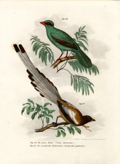 Short-tailed Green Magpie from German School, (19th century)