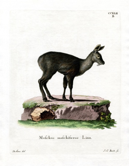 Siberian Musk Deer from German School, (19th century)