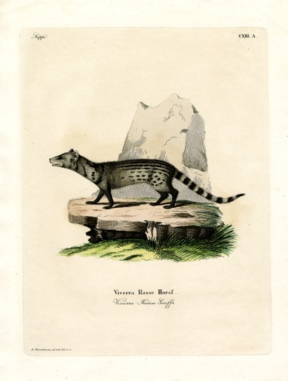 Small Indian Civet from German School, (19th century)