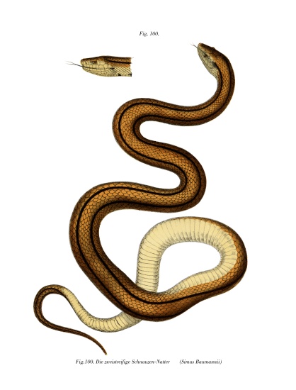 Snake from German School, (19th century)