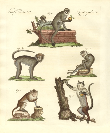 Some kinds of monkeys from German School, (19th century)