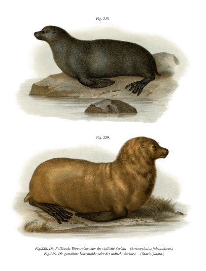 South American Fur Seal from German School, (19th century)