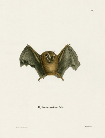 Southern Little Yellow-eared Bat from German School, (19th century)