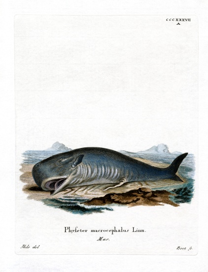 Sperm Whale from German School, (19th century)
