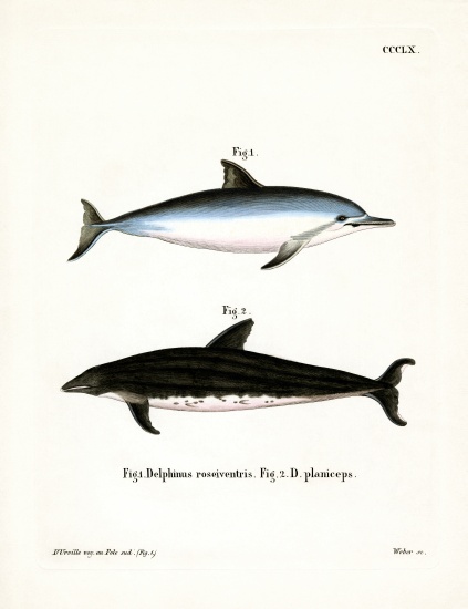 Spinner Dolphin from German School, (19th century)