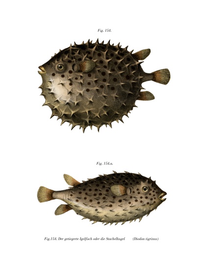 Spotfin Burrfish from German School, (19th century)