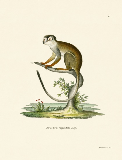 Squirrel Monkey from German School, (19th century)