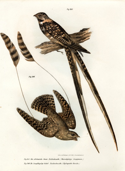 Standard-winged Nightjar from German School, (19th century)