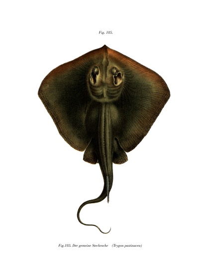 Sting Ray from German School, (19th century)