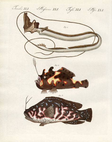 Strange fish from German School, (19th century)