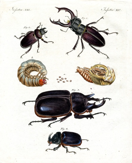 Strange beetles from German School, (19th century)