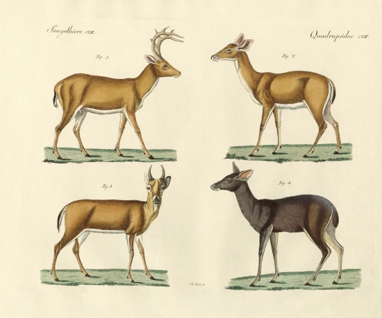 Strange deers from German School, (19th century)