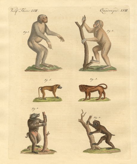 Strange kinds of monkeys from German School, (19th century)