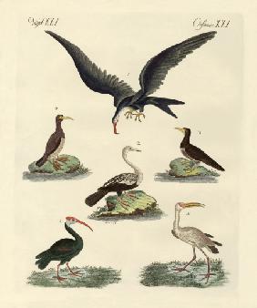 Strange marsh-birds and waterbirds