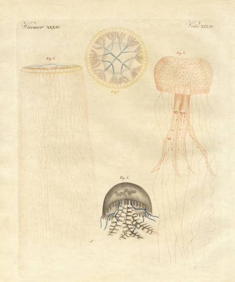 Strange medusas from German School, (19th century)