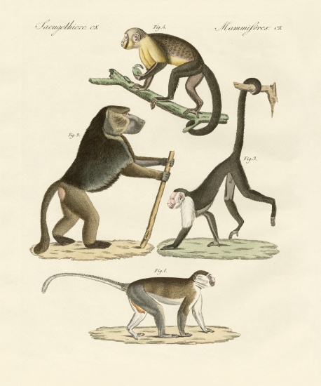 Strange monkeys from German School, (19th century)