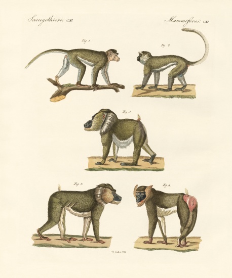 Strange monkeys from German School, (19th century)