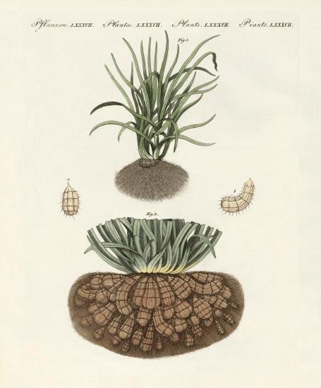 Strange plants from German School, (19th century)