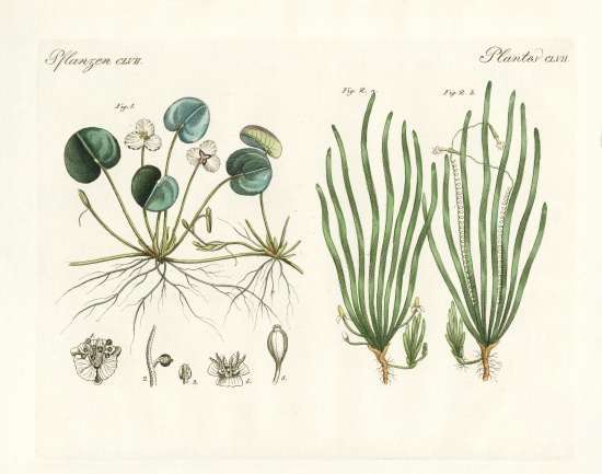 Strange plants from German School, (19th century)