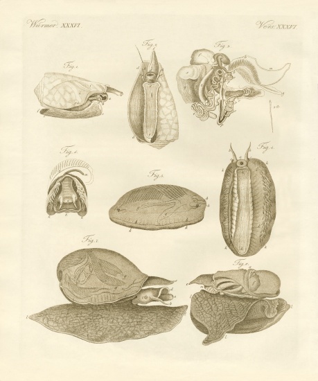 Strange sea-snails from German School, (19th century)