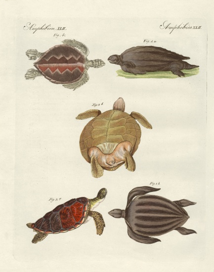 Strange sea-turtles from German School, (19th century)