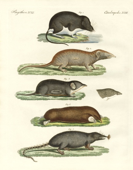 Strange shrews from German School, (19th century)