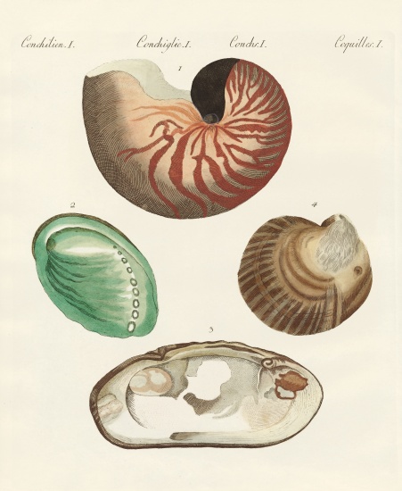 Strange snails and clams from German School, (19th century)