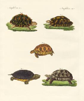 Strange turtles