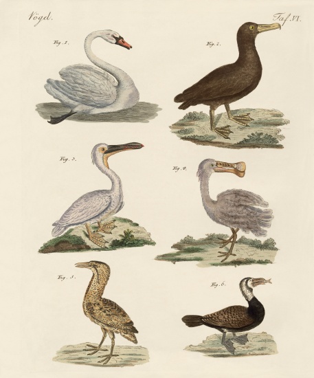 Strange water birds from German School, (19th century)
