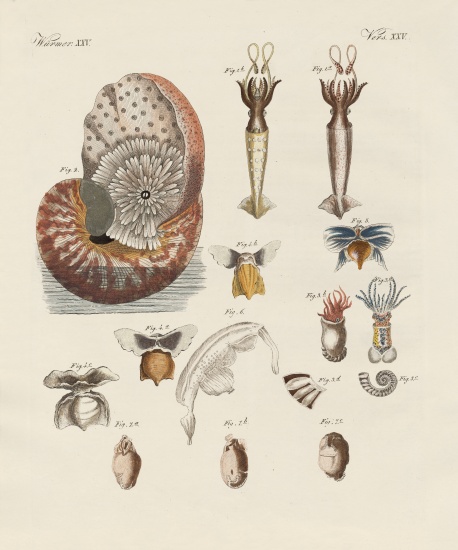 Strange worms from German School, (19th century)