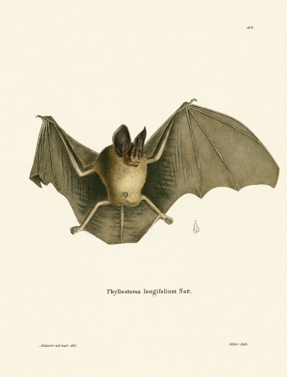 Striped Hairy-nosed Bat from German School, (19th century)