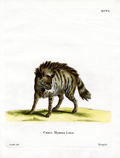 Striped Hyena from German School, (19th century)