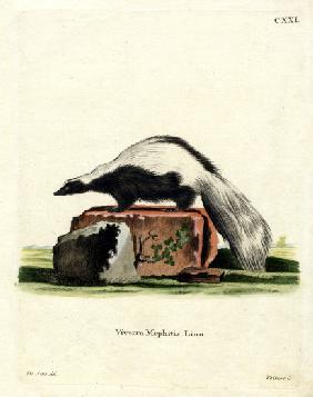 Striped Skunk