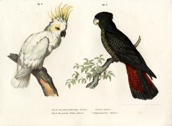 Sulphur-crested Cockatoo from German School, (19th century)