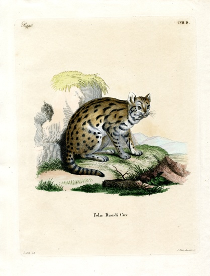 Sunda Clouded Leopard from German School, (19th century)