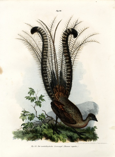 Superb Lyrebird from German School, (19th century)