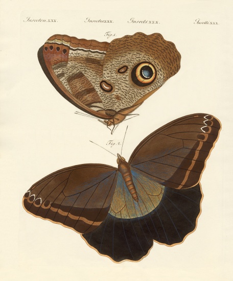 Surinam butterflies from German School, (19th century)